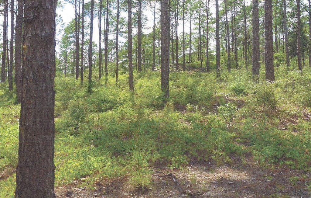 The location of Murrell's Caves in the Kisatchie National Forest