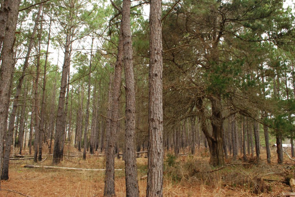 Pine Savannah